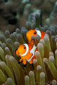   Amphiprion ocellaris False clown Anemonefish Clownfish  